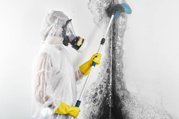 Best Asbestos and Lead Testing During Mold Inspection  in Clarkson, KY