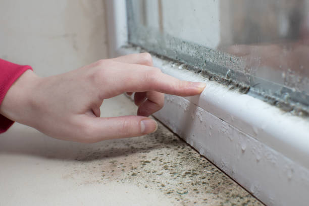 Best Water Damage & Mold Remediation  in Clarkson, KY
